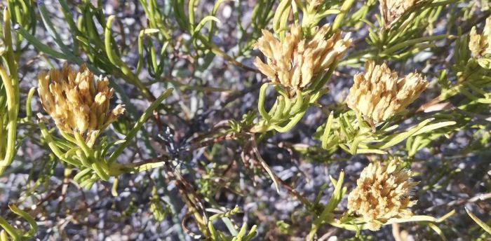 Pteronia paniculata PlantZAfrica